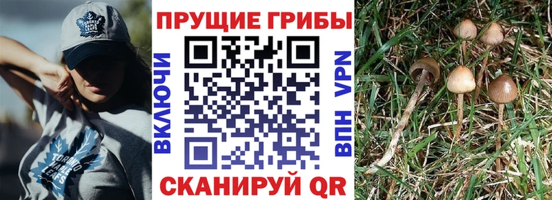 Псилоцибиновые грибы ЛСД Калининец